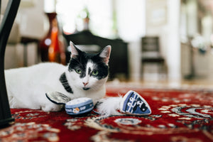A black and white cat lying on a red patterned rug with P.L.A.Y. Feline Frenzy Kitty Crumble Toy Set in front of it