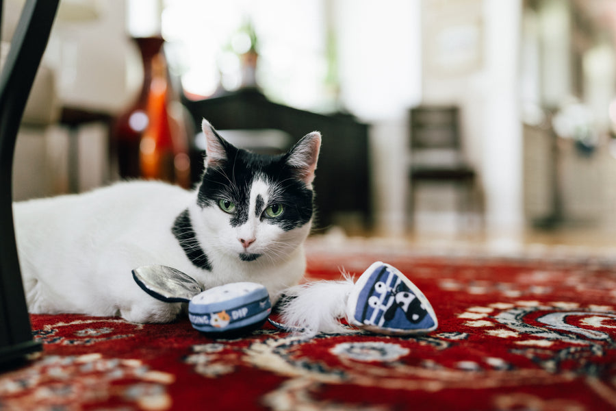 A black and white cat lying on a red patterned rug with P.L.A.Y. Feline Frenzy Kitty Crumble Toy Set in front of it