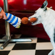 Load image into Gallery viewer, Dog playing with P.L.A.Y. falafel wrap toy held by a person on a checkered floor.
