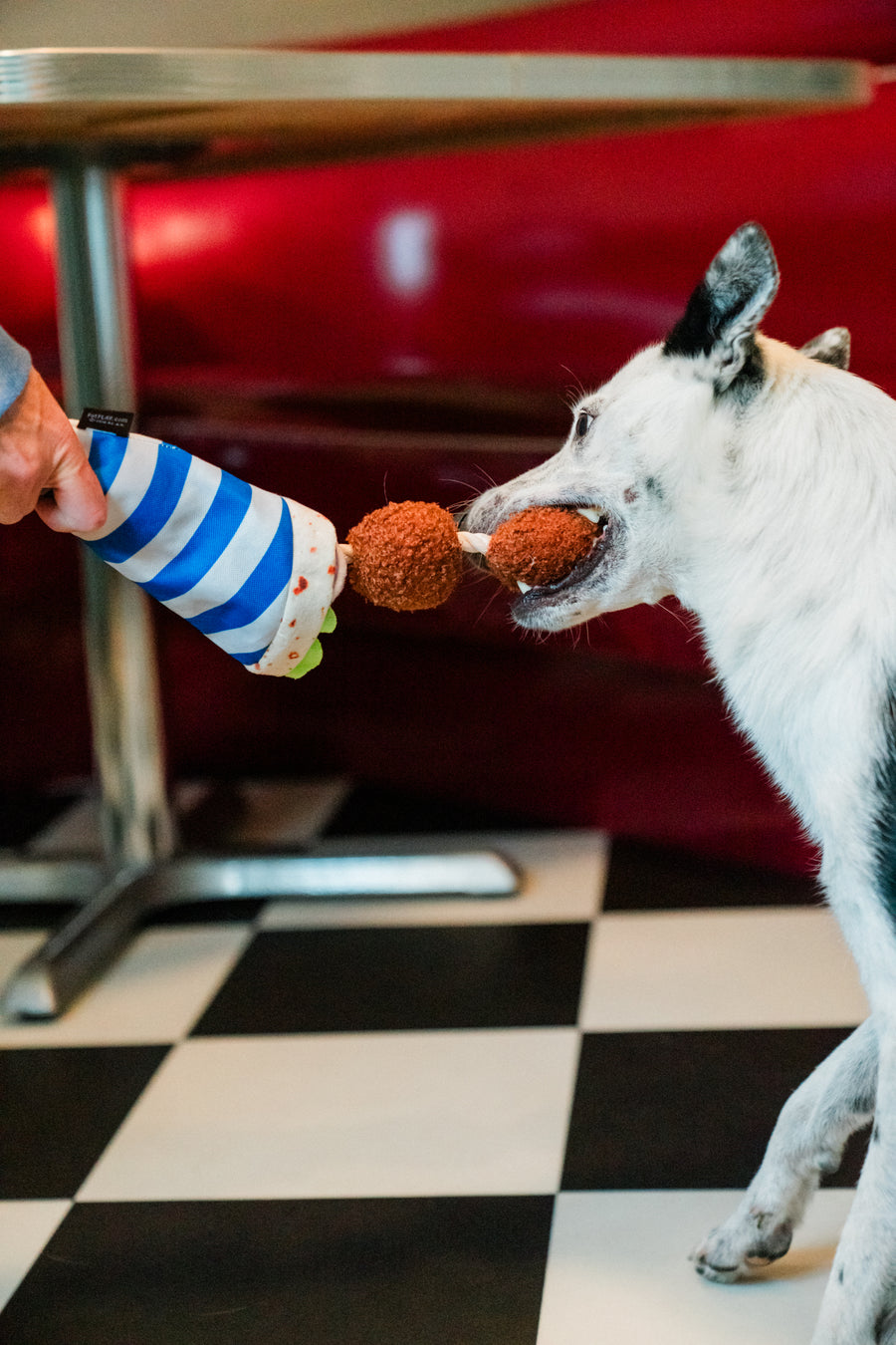Dog playing with P.L.A.Y. falafel wrap toy held by a person on a checkered floor.
