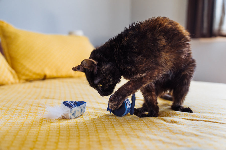 A black and brown cat playing with P.L.A.Y. Feline Frenzy Kitty Crumble Toy Set on a yellow bedspread