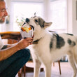 Load image into Gallery viewer, A man sitting with a dog indoors, holding P.L.A.Y. International Classic Chippy Chews

