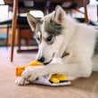 Load image into Gallery viewer, Dog playing with P.L.A.Y. International Classic Chippy Chews on a carpeted floor looking straight at you
