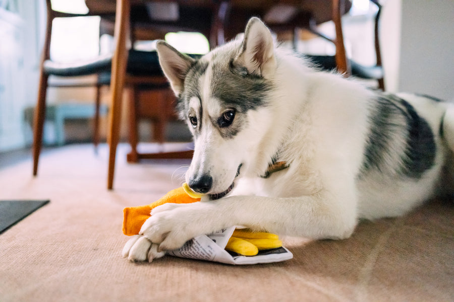 Dog playing with P.L.A.Y. International Classic Chippy Chews on a carpeted floor looking straight at you