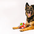 Load image into Gallery viewer, P.L.A.Y. Alien Buddies Astro Explorer Toy - big black and brown dog posing with toy between it&#39;s front paws while smiling into camera
