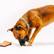 Load image into Gallery viewer, Camp Corbin Collection by P.L.A.Y. Gimme S&#39;more Toy - long brown dog playing with one side of the toy with other piece in front of them
