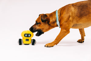 P.L.A.Y. Alien Buddies Robo-Rover Toy - beautiful brown dog going to bite or bark at toy approaching from the right side