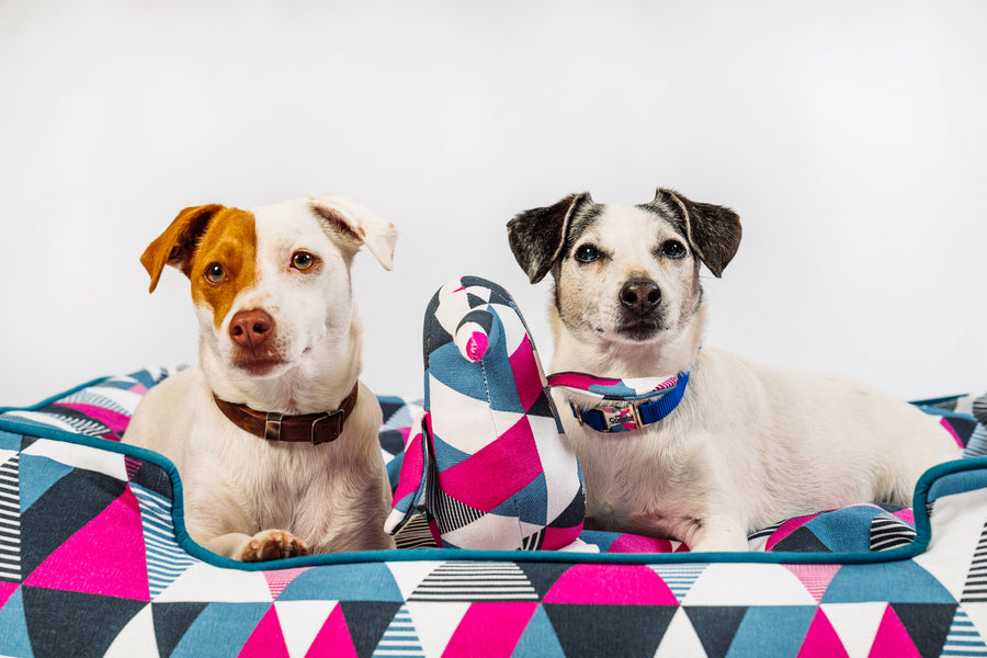 Two dogs sitting in P.L.A.Y. Mosaic Lounge Bed in Soda Pop, a geometric-pattern, with the P.L.A.Y. Upcycled Zoo Pal Penguin plush toy against a white background