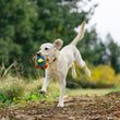Load image into Gallery viewer, P.L.A.Y. Barnyard Buddies Dana the Duck toy in mouth of yellow lab running down a path outdoors
