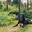 Load image into Gallery viewer, P.L.A.Y. Barnyard Buddies Ryan the Rooster - outside on the grass in between a black lab&#39;s paws 
