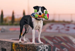 P.L.A.Y. 90s Classics Collection - Kick Flippin' K9 Toy in mouth of black and white dog on top of skatepark