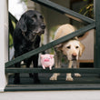 Load image into Gallery viewer, P.L.A.Y. Barnyard Buddies Paul the Pig  - sitting on a balcony beam with a black lab and yellow lab peering through the rails.
