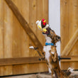Load image into Gallery viewer, P.L.A.Y. Barnyard Buddies Ryan the Rooster - falling through the sky into a brown dogs mouth in front of a barn while playing fetch
