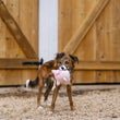 Load image into Gallery viewer, P.L.A.Y. Barnyard Buddies Paul the Pig being carried in the mouth by a small brown and black dog in front of a barn

