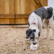 Load image into Gallery viewer, P.L.A.Y. Barnyard Buddies Sadie the Sheep in gravel being sniffed by larger gray and white dog in front of the barn
