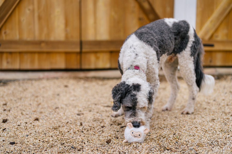 P.L.A.Y. Barnyard Buddies Sadie the Sheep in gravel being sniffed by larger gray and white dog in front of the barn