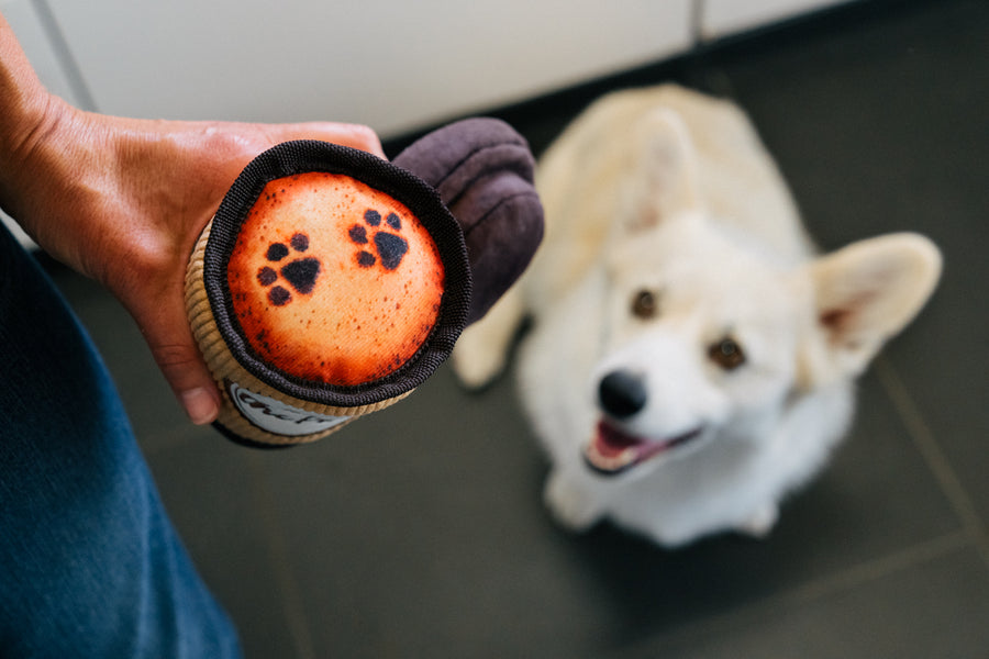 P.L.A.Y.'s Pup Cup Cafe Collection - Doggo's Java Toy being held by human with top off and fluffy white Corgi staring up at it