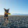 Load image into Gallery viewer, P.L.A.Y. Camp Corbin K9 Kayak Toy in dog&#39;s mouth running on a rocky beach outdoors
