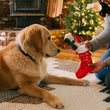 Load image into Gallery viewer, P.L.A.Y. Merry Woofmas Good Dog Stocking - dog mom offering stocking toy to dog and dog is locked in on the bone inside
