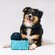 Load image into Gallery viewer, P.L.A.Y. Picked Fresh Blue Beg-rries Toy  sitting on white floor in front of a fluffy black and brown dog&#39;s front paws with the dog smiling
