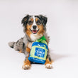 Load image into Gallery viewer, P.L.A.Y. Picked Fresh Crunch Bunch Toy: Dog posing with celery bag toy looking into camera on a white background
