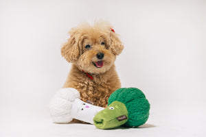 Small brown dog with P.L.A.Y.'s Picked Fresh Veggie Munch Duo Toy Set on a white background