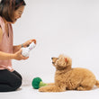 Load image into Gallery viewer, P.L.A.Y.&#39;s Picked Fresh Veggie Munch Duo Toy Set: Dog Mom interacting with a dog by inserting a treat into pocket on bottom of cauliflower toy with dog staring up at her on a white background

