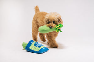 P.L.A.Y. Picked Fresh Crunch Bunch Toy: Small dog playing with one of the celery stalks in her mouth and bag on the floor at its feet on a white background