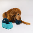 Load image into Gallery viewer, Golden Retriever Dog playing with P.L.A.Y.&#39;s Picked Fresh Blue Beg-rries Toy on a white background
