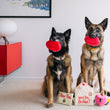 Load image into Gallery viewer, P.L.A.Y. Love Bug Collection - Smoochy Poochy Toy in two dog's mouths who are sitting in the living room looking at the camera
