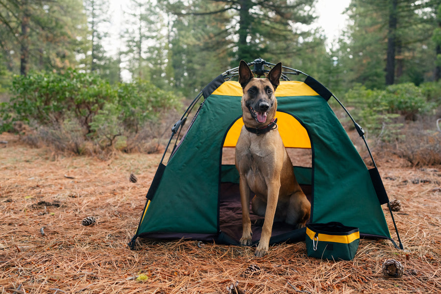 Scout & About Landscape Series Outdoor Dog Tent by P.L.A.Y. -  dog sitting upright in Moss tent with matching Travel Bowl in the middle of the woods of Tahoe, CA