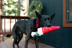 P.L.A.Y. Merry Woofmas Good Dog Stocking - beautiful black dog walking on deck with stocking toy in mouth