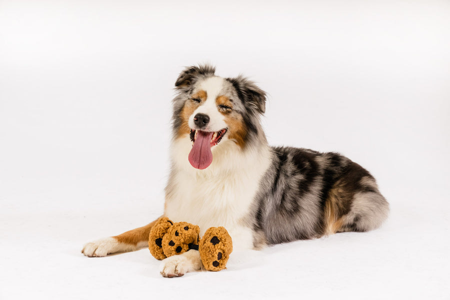 P.L.A.Y.'s Pup Cup Cafe Collection - Cookies n' Treats Toy between paws of aussie cheesing