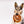 Load image into Gallery viewer, P.L.A.Y.&#39;s Pup Cup Cafe Collection - Cinna-bone Toy in beautiful dog&#39;s mouth looking into camera
