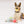Load image into Gallery viewer, P.L.A.Y. Pup Cup Collection - Mutt-a-rons Toy with beautiful pup holding one yellow macaroon in mouth with box and other two down at the dog&#39;s paws

