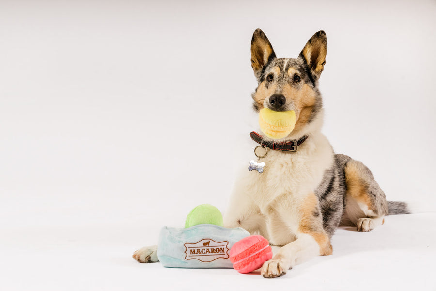 P.L.A.Y. Pup Cup Collection - Mutt-a-rons Toy with beautiful pup holding one yellow macaroon in mouth with box and other two down at the dog's paws