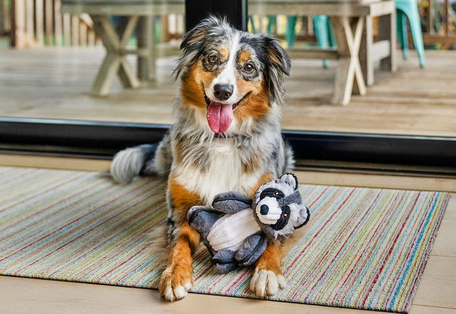 P.L.A.Y. Forest Friends Collection - Robby the Raccoon Toy in between the paws of a multi-colored long haired pup smiling at the camera