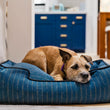Load image into Gallery viewer, P.L.A.Y. Manhattan Lounge Bed Collection - The Chelsea with shaggy dog sleeping in it next to couch
