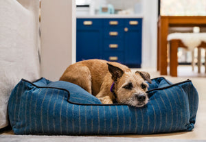 P.L.A.Y. Manhattan Lounge Bed Collection - The Chelsea with shaggy dog sleeping in it next to couch