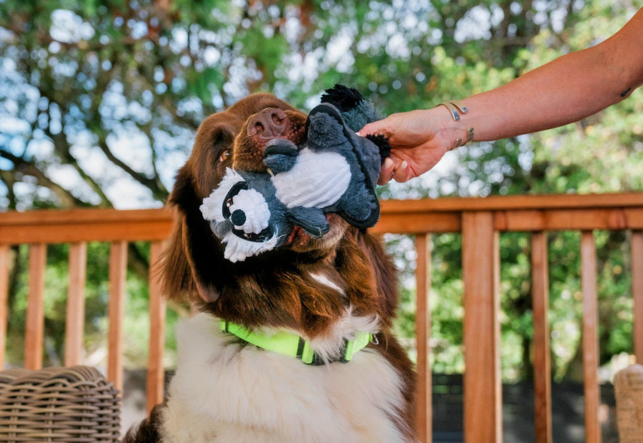 P.L.A.Y. Forest Friends Collection - Robby the Raccoon Toy in the mouth of large pup on the patio with his dog mom holding on