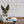 Load image into Gallery viewer, P.L.A.Y. Snack Attack Collection - Mini Fluffles Toy sitting on the paws of a small dog on a kitchen floor looking at the camera
