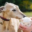 Load image into Gallery viewer, P.L.A.Y. Barnyard Buddies Sadie the Sheep being held in humans hands while white scruffy dog sniffs it
