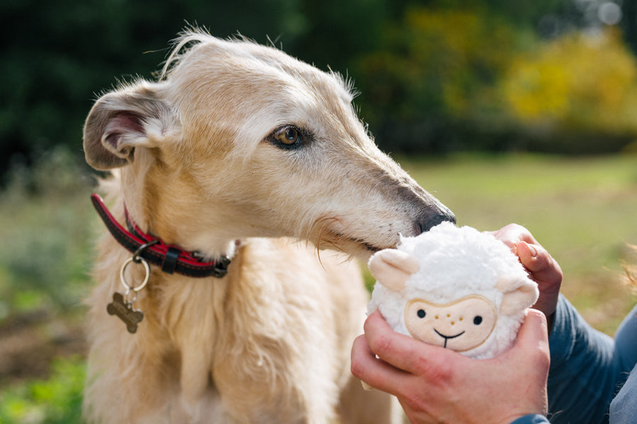 P.L.A.Y. Barnyard Buddies Sadie the Sheep being held in humans hands while white scruffy dog sniffs it
