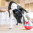 Load image into Gallery viewer, P.L.A.Y. Holiday Wobble Ball 2.0 - big black and white dog pawing the Wobble Ball on a hardwood floor

