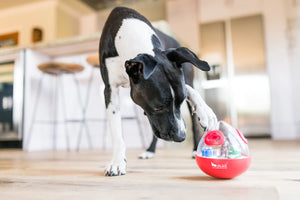 P.L.A.Y. Holiday Wobble Ball 2.0 - big black and white dog pawing the Wobble Ball on a hardwood floor