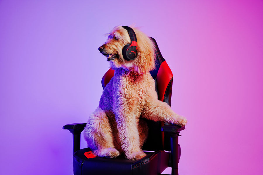 HyperX x P.L.A.Y. Collab Toy Set - Cloud Arfa Gaming Headset Toy on Jagger Goldendoodle sitting in HyperX gaming chair
