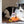 Load image into Gallery viewer, P.L.A.Y. Feline Frenzy Halloween Toy Collection - Ghost and Orange Mouse toys shown with black and white cat
