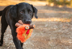 Camp Corbin Collection Cozy Campfire Toy by P.L.A.Y. being carried in mouth of black lab