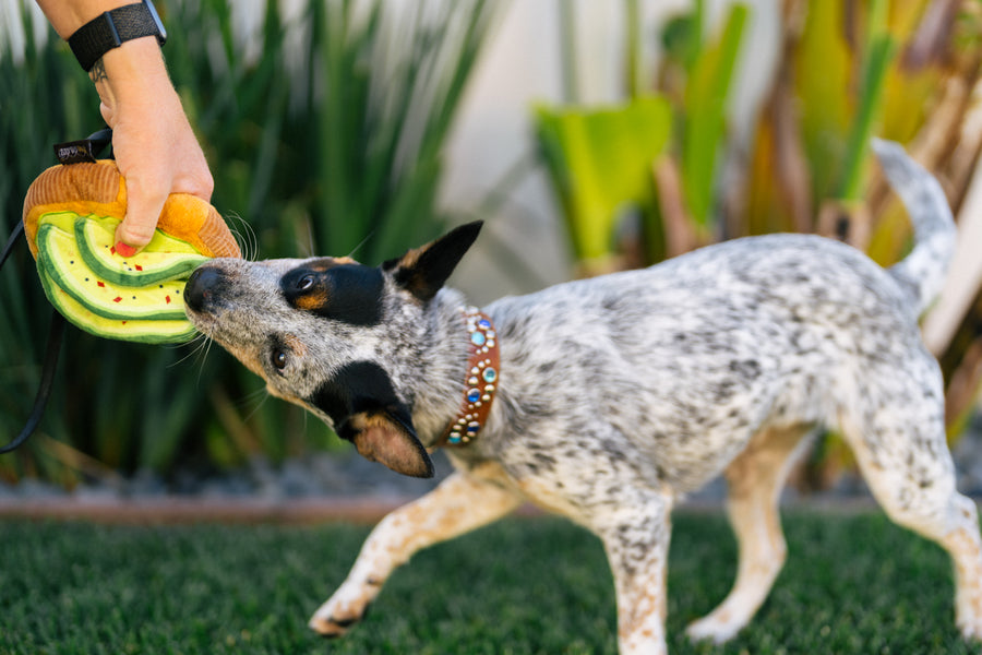 Barking Brunch Collection by P.L.A.Y. Avo-doggo Toast with dog biting it and human tugging it