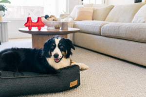 Urban Denim Lounge Bed by P.L.A.Y. with Chocolate Trim with dog lounging in it in living room